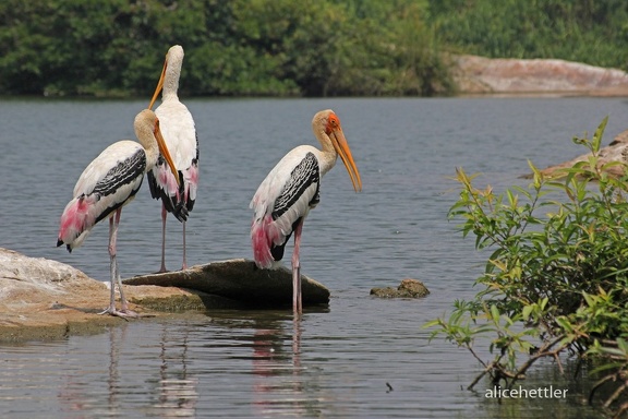 Buntstorch (Mycteria leucocephala)